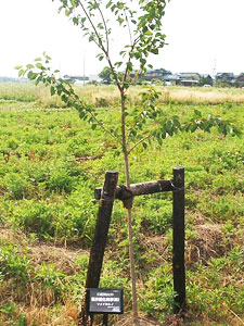 エコ桜プロジェクト