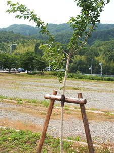 エコ桜プロジェクト