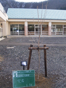 エコ桜プロジェクト