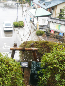 エコ桜プロジェクト