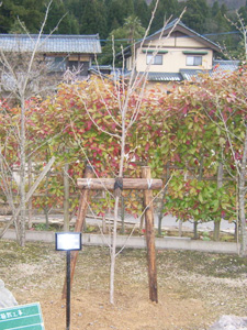 エコ桜プロジェクト