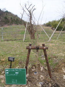 エコ桜プロジェクト