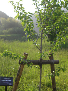 エコ桜プロジェクト