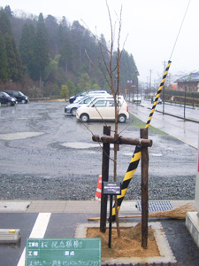 エコ桜プロジェクト