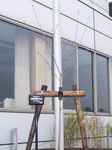 エコ桜プロジェクト