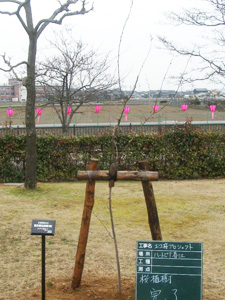 エコ桜プロジェクト