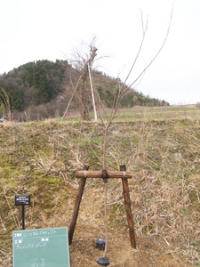 エコ桜プロジェクト