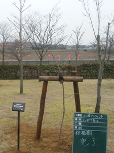 エコ桜プロジェクト