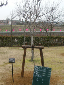 エコ桜プロジェクト