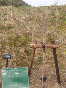 エコ桜プロジェクト