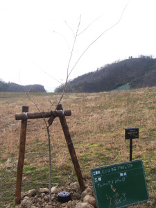 エコ桜プロジェクト