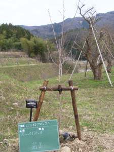 エコ桜プロジェクト