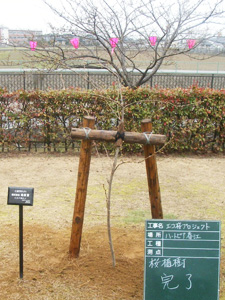 エコ桜プロジェクト