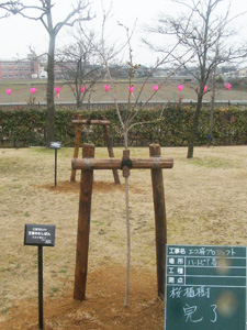 エコ桜プロジェクト