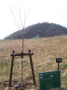 エコ桜プロジェクト