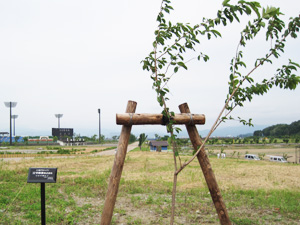 エコ桜プロジェクト