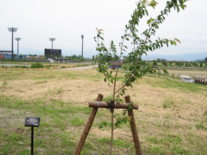 エコ桜プロジェクト