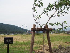 エコ桜プロジェクト