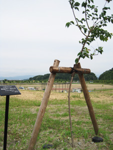 エコ桜プロジェクト