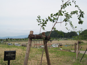 エコ桜プロジェクト