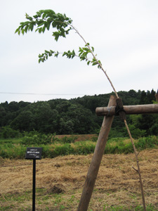 エコ桜プロジェクト