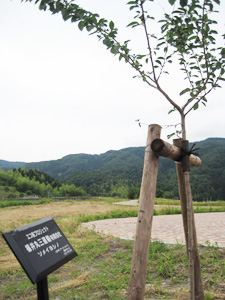 エコ桜プロジェクト