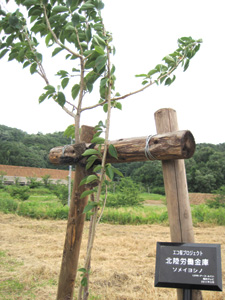 エコ桜プロジェクト