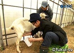 春の池田でハイジに出会う うーちゃんの元気マップ おかえりなさ い 福井テレビ