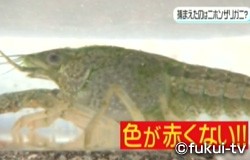 幻のニホンザリガニを福井で発見 調べマス おかえりなさ い 福井テレビ