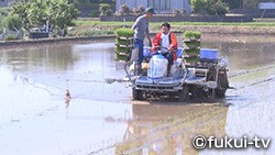 新ブランド米いちほまれ誕生!