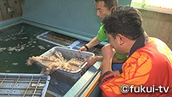 越前松島水族館