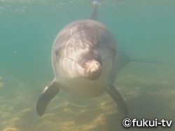 海開き…イルカに困惑