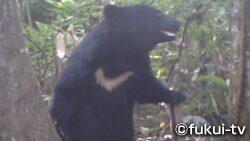 冬に出没増？クマ被害